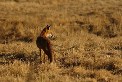 2018-10-18 / Greg18500
greg18500 [Faune sauvage]
