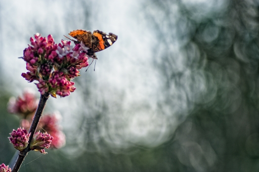 2019-02-17 / TOFTOF
TOFTOF [Macro et proxy]
