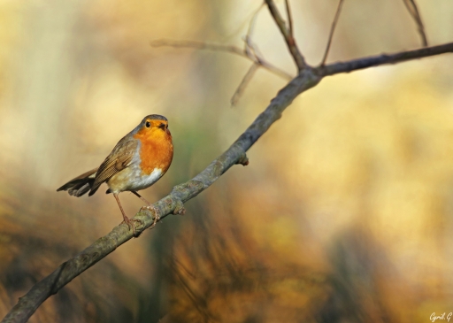 2019-05-28 / CarpoDingo
CarpoDingo [Faune sauvage]
