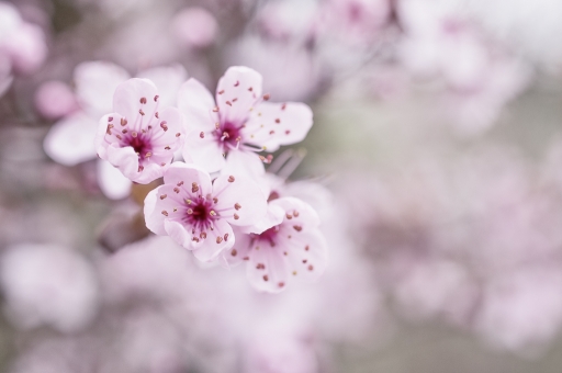 2019-03-17 / TOFTOF
TOFTOF [Flore et botanique]
