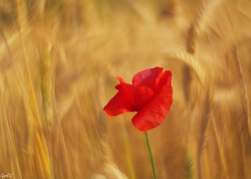 2019-03-24 / CarpoDingo
CarpoDingo [Flore et botanique]
