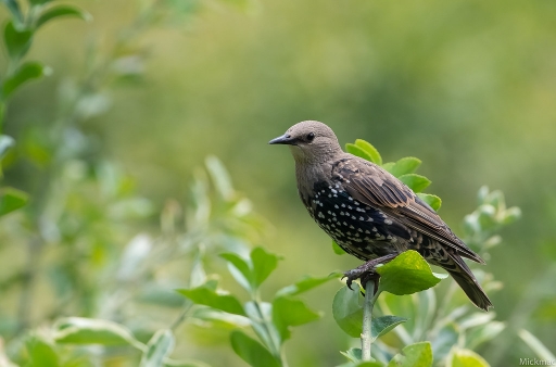 2019-08-04 / Mickmac
Mickmac [Faune sauvage]
