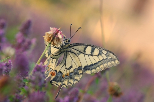 2021-07-25 / papy57
papy57 [Macro et proxi]
