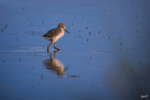 2020-08-29 / CarpoDingo
CarpoDingo [Faune sauvage]
