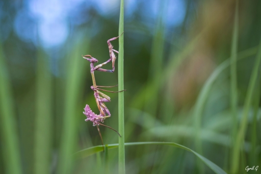 2020-09-19 / CarpoDingo
CarpoDingo [Macro et Proxi]
