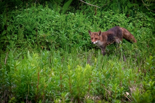 2021-06-06 / TOFTOF
TOFTOF [Faune sauvage]
