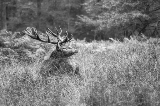 2021-08-08 / Berzip
Berzip [Faune sauvage]
