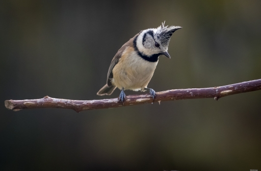 2021-11-21 / Mickmac
 Mickmac [Faune sauvage]
