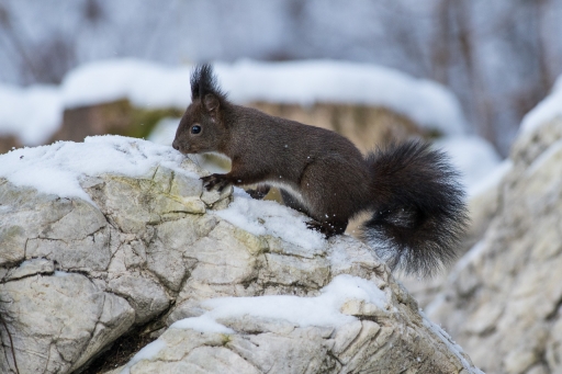 2022-01-09 / ASM
ASM [Faune sauvage]
