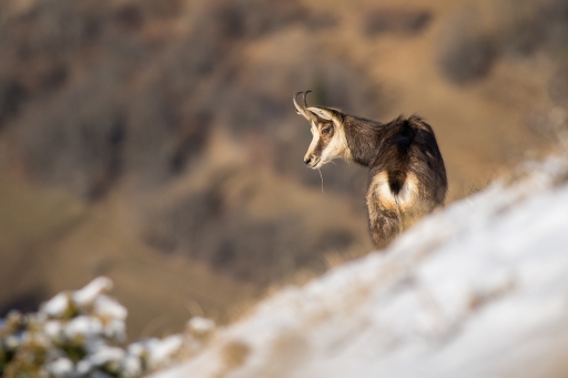 2022-03-20 / ASM
ASM [Faune sauvage]
