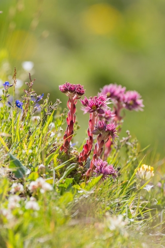 2022-08-14 / ASM
ASM [Flore et botanique]
