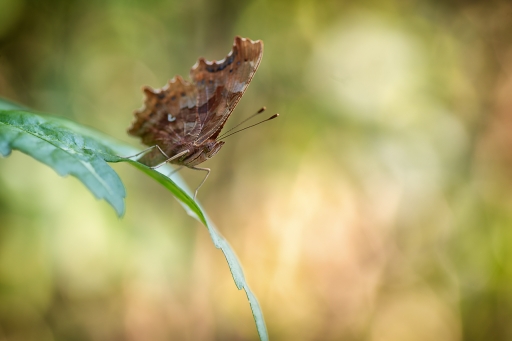 2023-06-29 / TOFTOF
TOFTOF [Macro et proxi]
