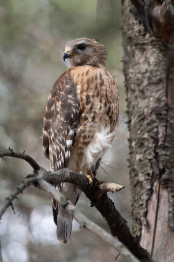 2022-04-30 / K1ribou
K1ribou [Faune sauvage]
