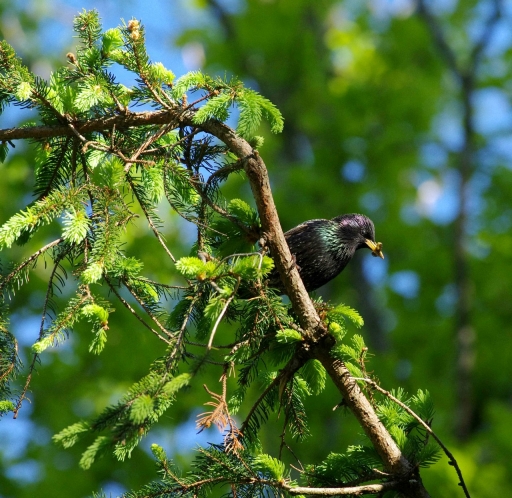 2022-05-08 / papy57
papy57 [Faune sauvage]
