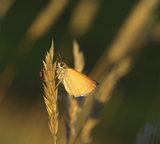 2022-07-03 / Papy57
Papy57 [Macro et proxi]

