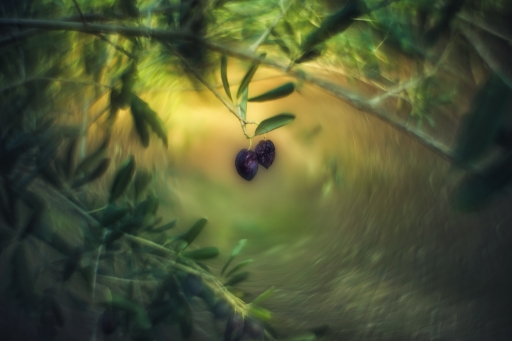 2017-12-30 / Olilignan
Olilignan [Flore et botanique]
