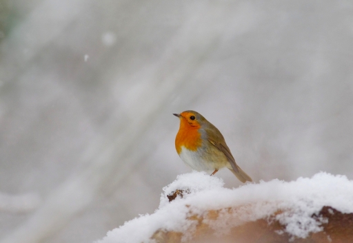 2022-12-11 / papy57
papy57 [Faune sauvage]
