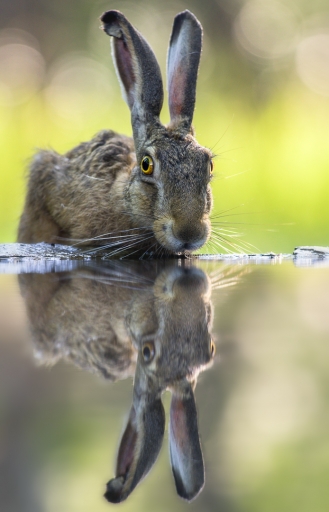 2020-06-07 / Le Basque
Le Basque [Faune sauvage]

