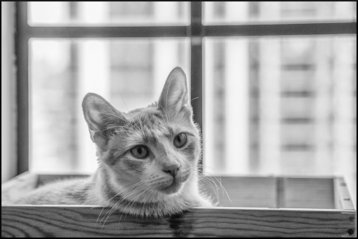 2022-09-10 / Mickmac
Mickmac [Animaux domestiques ou captifs]
