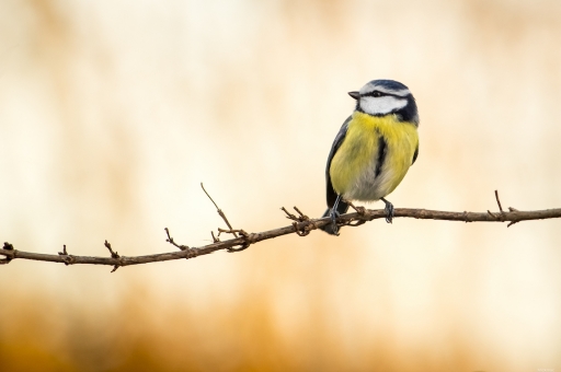 2023-12-23 / Mickmac
Mickmac [Faune sauvage]
