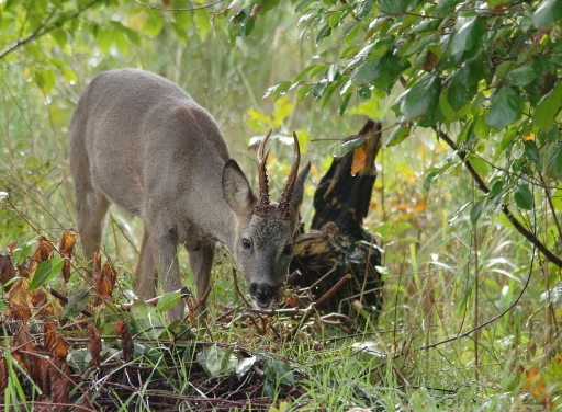 2023-10-22 / Pilote14
Pilote14 [Faune sauvage]
