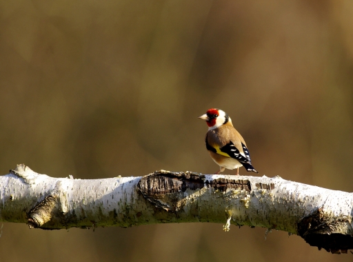 2021-01-10 / Papy57
Papy57 [Faune sauvage]
