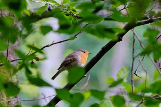2023-01-15 / Hermès
Hermès [Faune sauvage]
