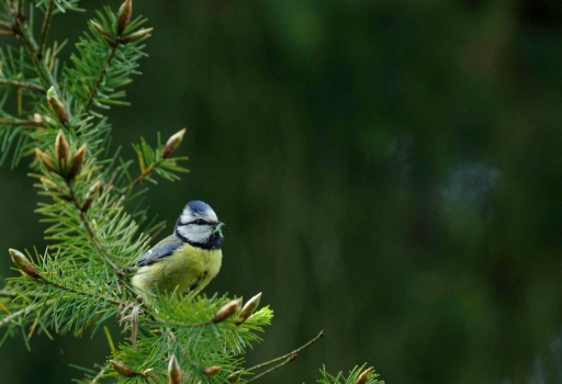 2019-05-26 / Papy57
Papy57 [Faune sauvage]
