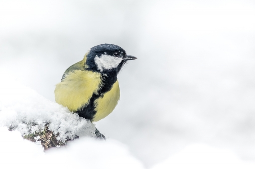 2019-10-24 / Galuchar
Galuchar [Faune sauvage]
