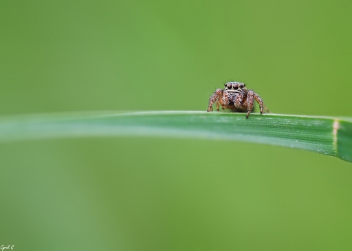 2018-11-04 / CarpoDingo
CarpoDingo [Macro et proxi]
