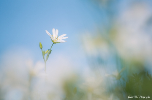 2021-05-02 / CarpoDingo
CarpoDingo [Flore et botanique]
