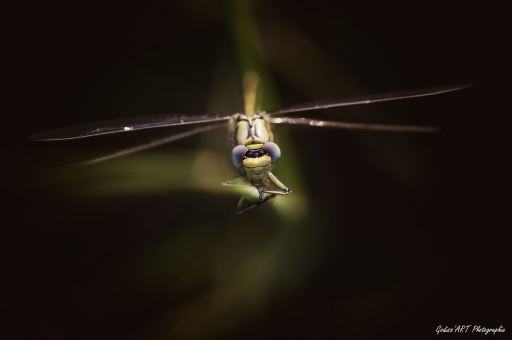 2021-01-14 / CarpoDingo
CarpoDingo [Macro et proxi]
