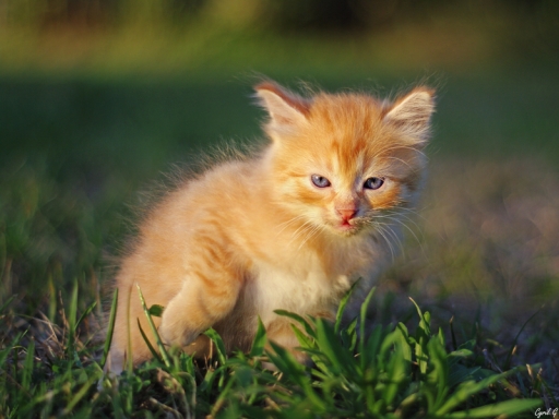 2018-10-06 / CarpoDingo
CarpoDingo [Animaux domestiques ou captifs]
