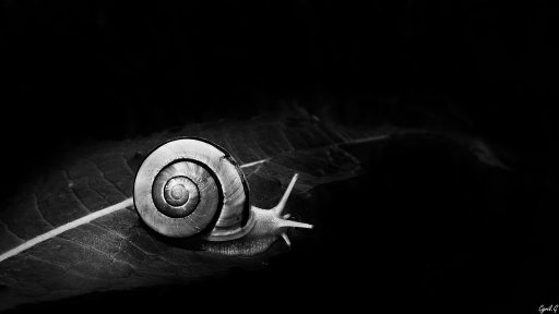 2018-06-24 / CarpoDingo
CarpoDingo [Macro et proxi]
