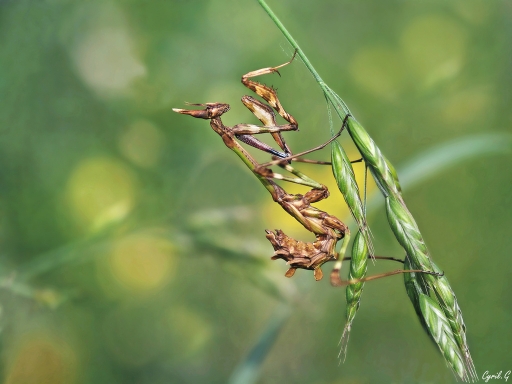 2017-03-29 / CarpoDingo
CarpoDingo [Macro et proxi]
