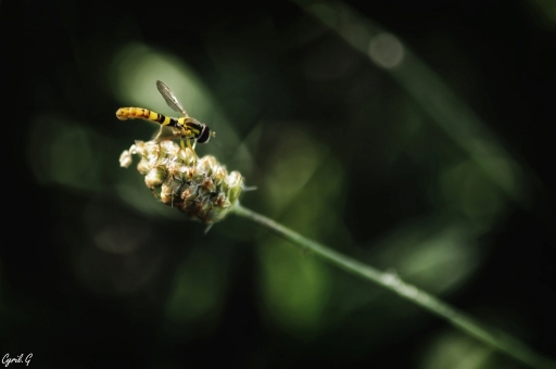 2017-04-02 / CarpoDingo
CarpoDingo "Macro et proxiphotographie nature"
