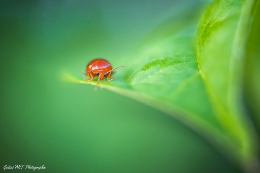 2021-09-26 / CarpoDingo
CarpoDingo [Macro et proxi]
