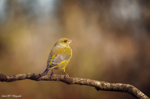 2021-12-12 / CarpoDingo
CarpoDingo [Faune sauvage]
