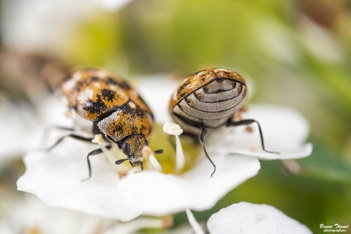 2019-05-26 / Daenelyn
Daenelyn [Macro et proxi]
