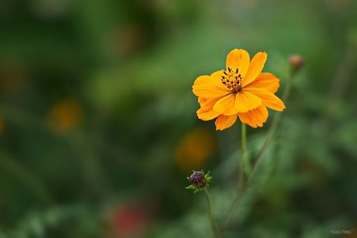 2024-03-24 / OursDePyrene
OursDePyrene [Flore et Botanique]
