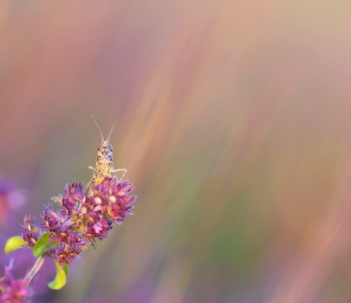2020-07-19 / Papy57
Papy57 [Macro et proxi]
