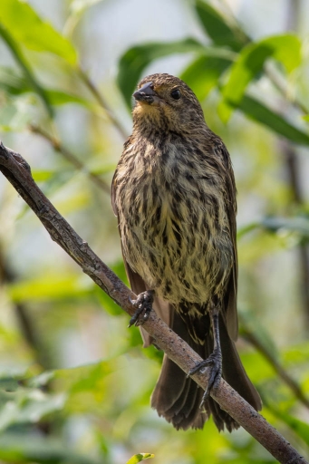 2023-12-03 / K1ribou
K1ribou [Faune sauvage]
