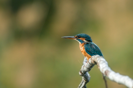 2019-09-22 / Degun13113
Degun13113 [Faune sauvage]
