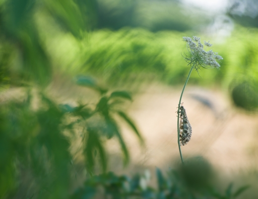 2019-08-11 / Olilignan
Olilignan [vos series - Le grand fourmillion]
