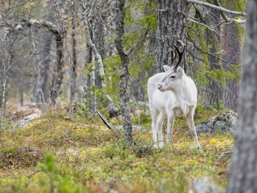 2020-01-05 / ASM
ASM [Rennes en Sapmi]
