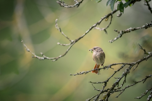 2019-02-24 / Galuchar
Galuchar [Faune sauvage]
