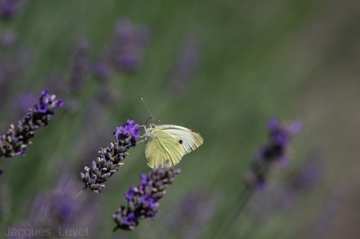 2021-06-27 / Pech_les oies
Pech_les oies [Macrro et proxi]
