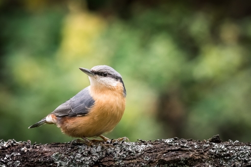 2018-03-17 / Galuchar
Galuchar [Faune sauvage]
