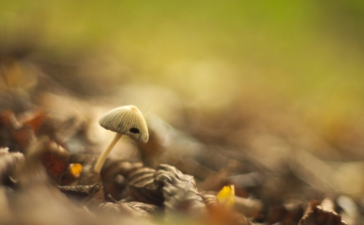 2019-10-10 / Papy57
papy57 [Flore et Botanique]
