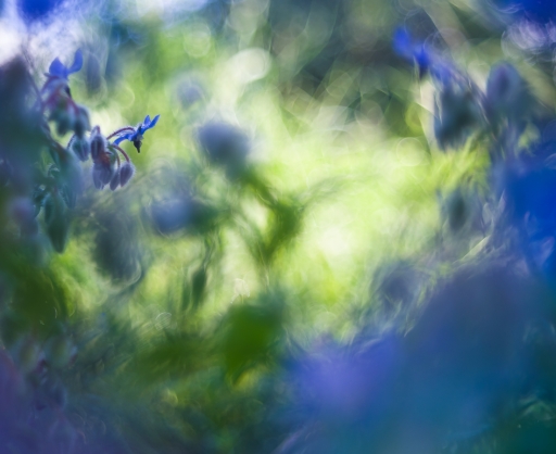 2019-05-10 / Olilignan
Olilignan [Flore et Botanique]
